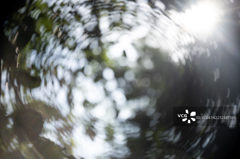 阳光透过充满活力的绿色树冠，带有柔和的模糊效果。图片素材