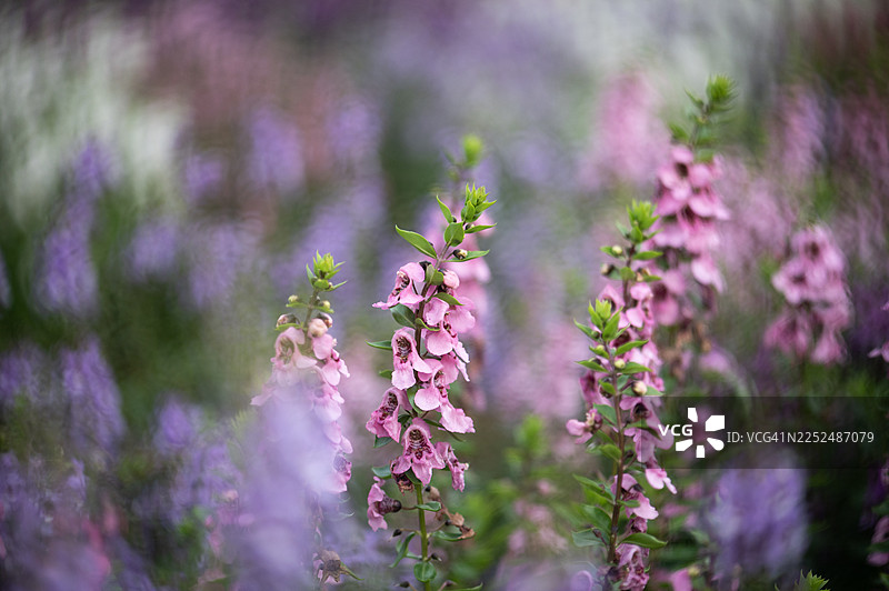 粉色花朵的特写镜头，背景柔和虚化图片素材