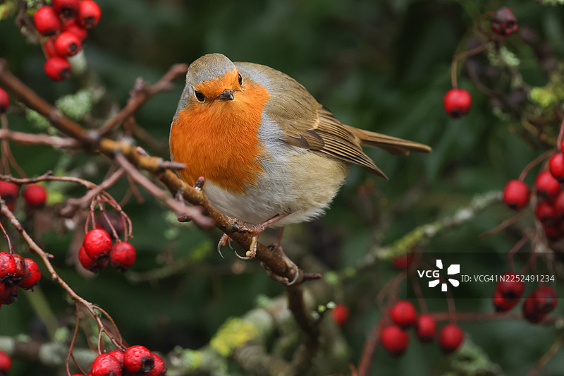 一只美丽的知更鸟（Erithacus rubecula）栖息在山楂树上，啄食着浆果。图片素材