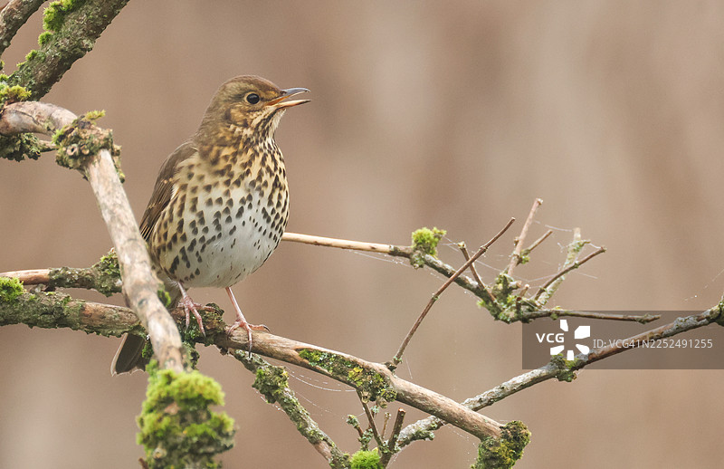 一只唱歌的画眉鸫（Turdus philomelos）栖息在树枝上放歌。图片素材