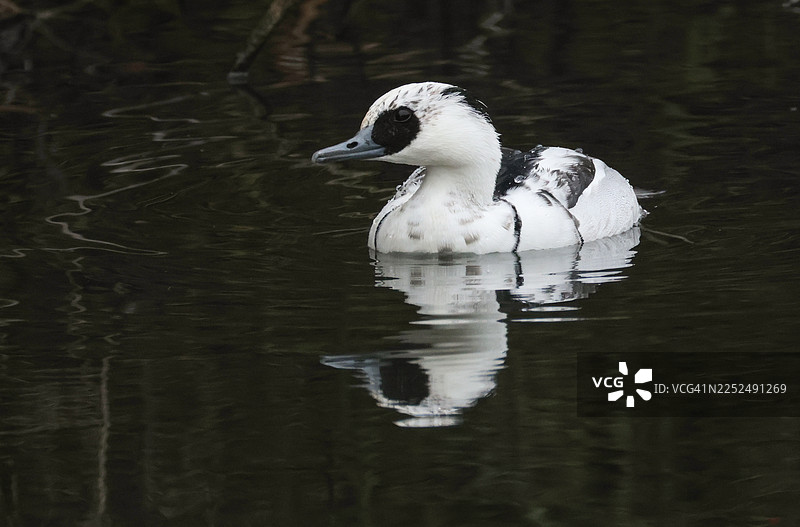 罕见的雄性白眼潜鸭（Mergus albellus）在湖中游泳，它潜入水中捕食。图片素材