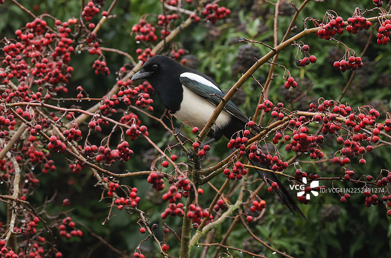 一只喜鹊（Pica Pica）栖息在秋季的欧洲山楂树枝上。图片素材