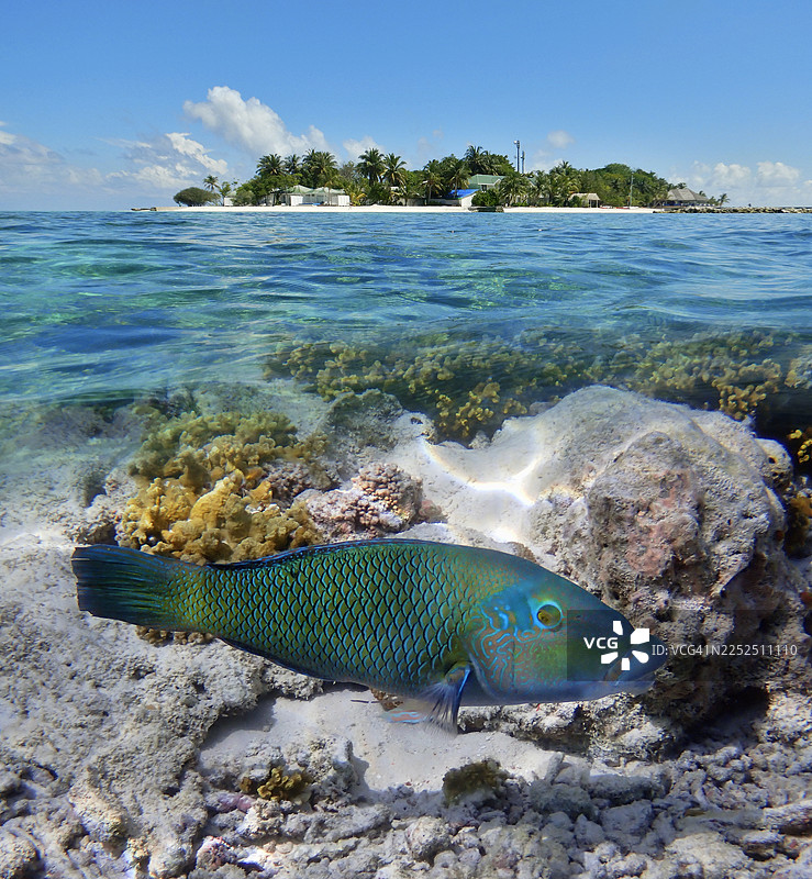 马尔代夫共和国,埃里亚杜(Eriyadoo/Eriyadu)岛分层景观,水上与水下视角,前景为厚唇 the wrasse (Hemigymnus melapterus)图片素材