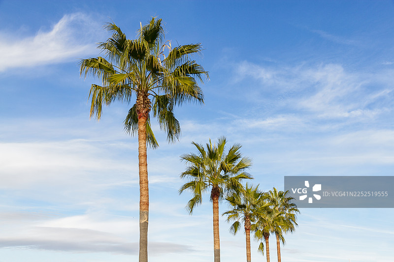 五棵棕榈树排成一排图片素材