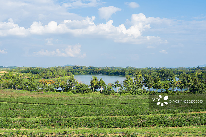 楚伊丰茶园的晨光，这是湄占县美丽的农业旅游景点之一。图片素材