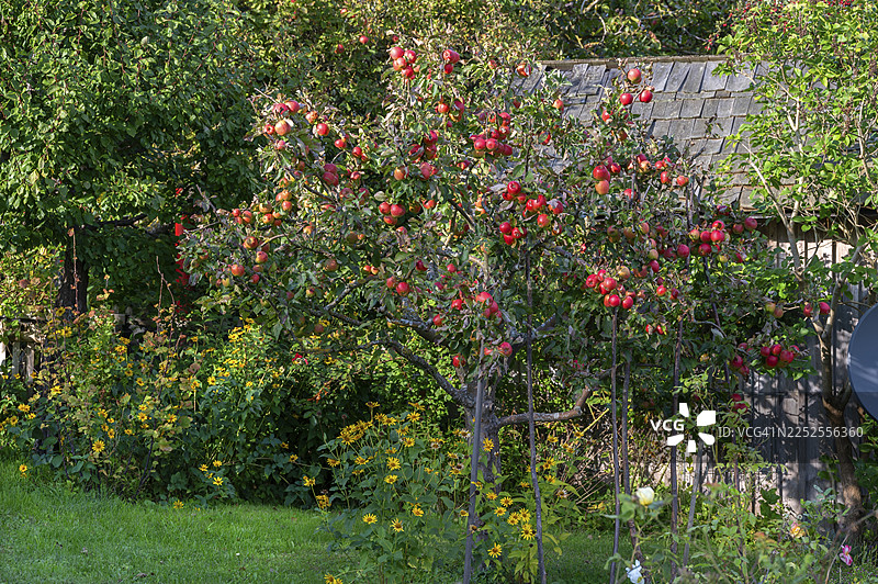 苹果树(Malus),结满成熟的果实,阿伦斯霍普,达斯,梅克伦堡-前波莫塞,德国图片素材
