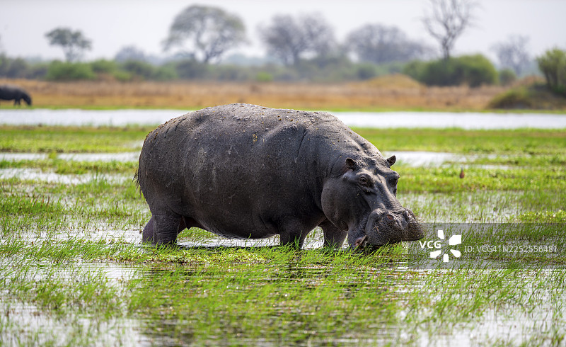 河马（Hippopotamus amphibius），在博茨瓦纳莫雷米保护区奥卡万戈三角洲湖泊的浅水中吃草图片素材