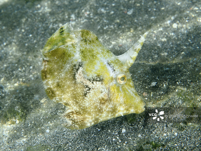 一只绿色海草鲀（Acreichthys tomentosus）在沙质海床上游泳。潜水点：印度尼西亚巴厘岛吉利马努克秘密湾。图片素材