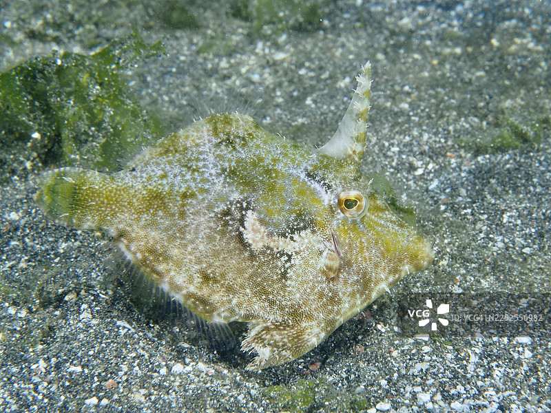 一种丝足鲈（Acreichthys tomentosus）在砾石底质上游弋。潜水点：印度尼西亚巴厘岛吉利曼纽克秘密湾。图片素材