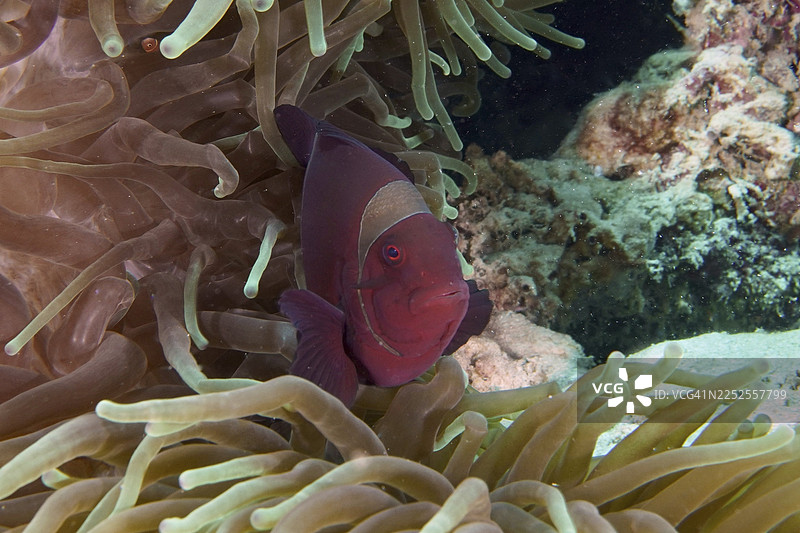 红色的海葵鱼，也称猪齿鱼（Amphiprion biaculeatus），生活在充满活力的珊瑚礁中的海葵中间。潜水点：印度尼西亚巴厘岛美南加珊瑚花园。图片素材