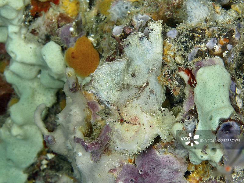 伪装的岩鱼（Taenianotus triacanthus），在色彩斑斓的珊瑚和海绵之间几乎隐形。潜水点：印尼巴厘岛佩穆特兰“近距离接触”图片素材