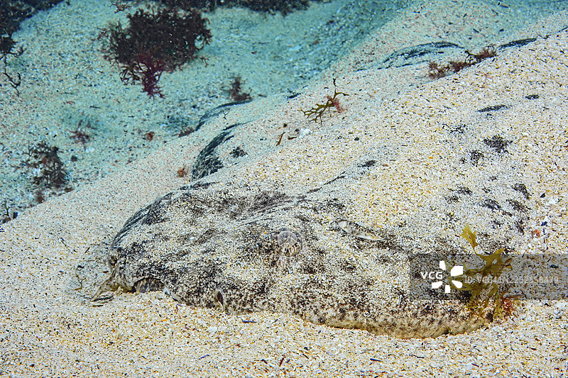 水下照片,常见天使鲨(Squatina squatina)正面特写,俗称海天使。捕食者趴在沙质海床上,潜伏的猎手用沙子覆盖自己进行伪装,伪装得很好,东大西洋,加那利群岛,S图片素材