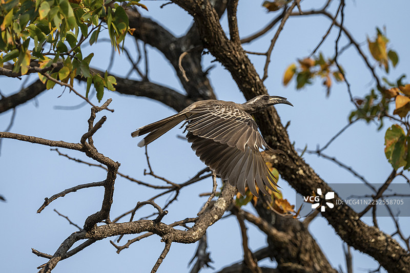 灰犀鸟（学名：Lophoceros nasutus，异名：Tockus nasutus），又名白冠犀鸟，在博茨瓦纳莫雷米禁猎区卡卡纳克萨飞行图片素材