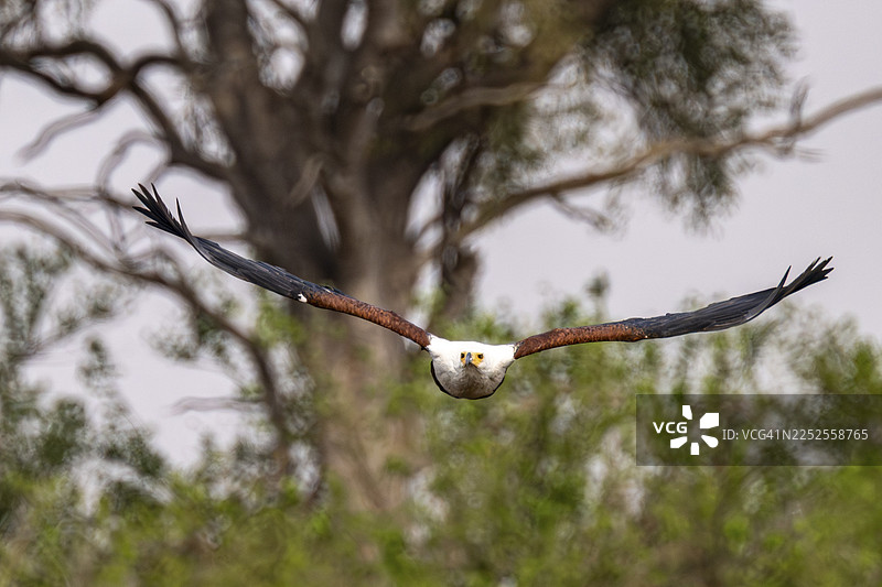 非洲鱼鹰（Haliaeetus vocifer）在博茨瓦纳莫雷米保护区卡卡纳萨卡万加三角洲飞翔图片素材