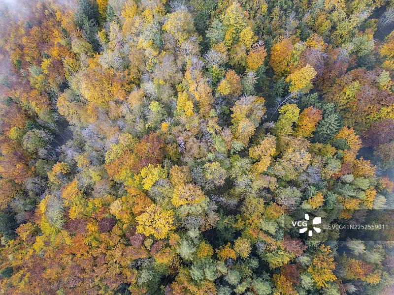 秋季森林与雾气的鸟瞰图，位于奥地利下奥地利州考姆贝格图片素材