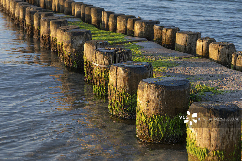德国梅克伦堡-前波美拉尼亚州达尔斯阿伦斯霍普的海滩,波罗的海的树林细节图片素材