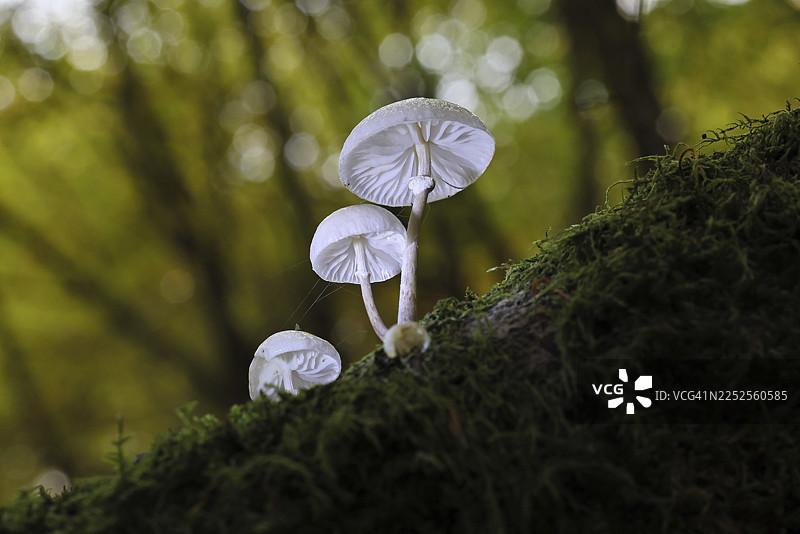 带环的山毛榉黏菌（Oudemansiella mucida），在山毛榉枯木上，德国北莱茵-威斯特法伦州维尔恩斯多夫图片素材