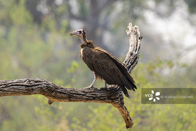 黑顶秃鹫 (Necrsoyrtes monachus) 栖息在树枝上，位于博茨瓦纳莫雷米保护区奥卡万戈三角洲的扎卡纳卡图片素材