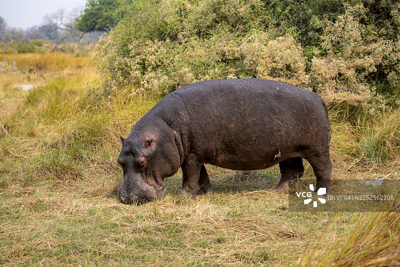 河马(Hippopotamus amphibius),在草地上吃草,博茨瓦纳莫雷米保护区奥卡万戈三角洲图片素材