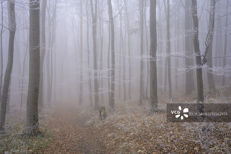 森林中的雾和霜，霍赫林德科格尔，下奥地利，奥地利图片素材