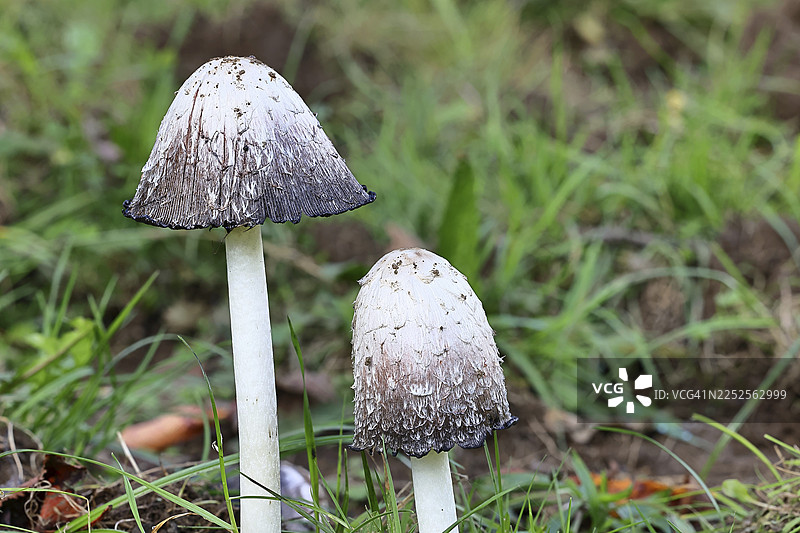有冠的墨汁菇（Coprinus comatus），在森林边缘，有菌盖的子实体，特写，德国北莱茵-威斯特法伦州维尔恩斯多夫图片素材