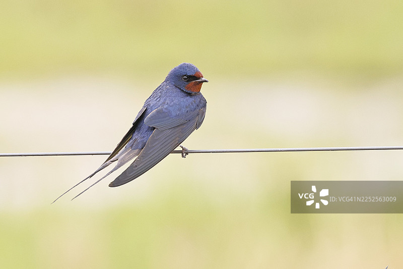 谷仓燕（家燕）栖息在牧场围栏上，野生动物，动物，鸟类，燕子，候鸟，奥克森摩尔，杜默湖自然公园，胡德，下萨克森，德国图片素材