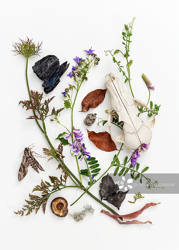 白色背景上平铺的混合自然物品，包括动物头骨、野豌豆花、风铃草、干枯的叶子、焦木、蜗牛壳、天蛾、菱角和地衣，以有机构图排列。图片素材