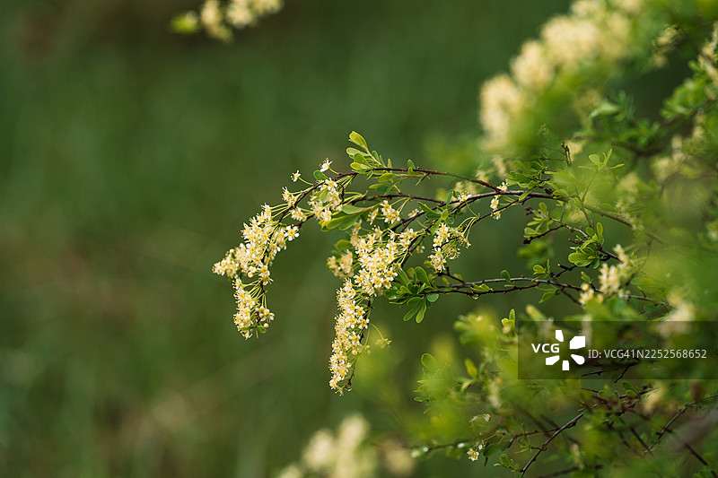 春日枝头白花绽放，背景是柔和的绿色虚化图片素材