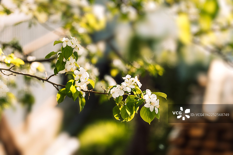 枝头绽放的苹果花，背景是明亮柔和的散景图片素材