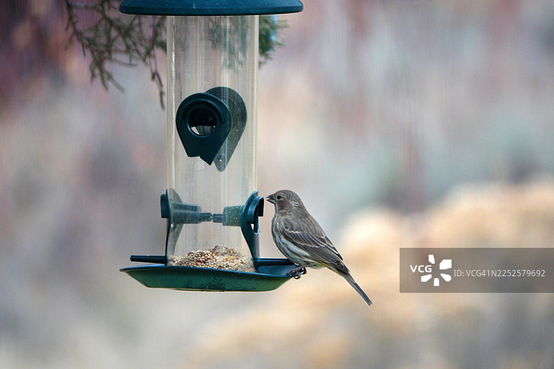 喂食器上的鸟图片素材