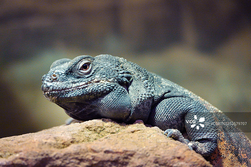 普通查克瓦拉蜥蜴图片素材