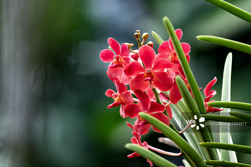 植物园里的红色弯叶兰花图片素材