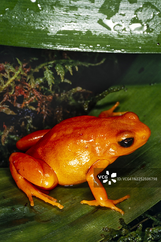 马达加斯加金曼特拉蛙图片素材