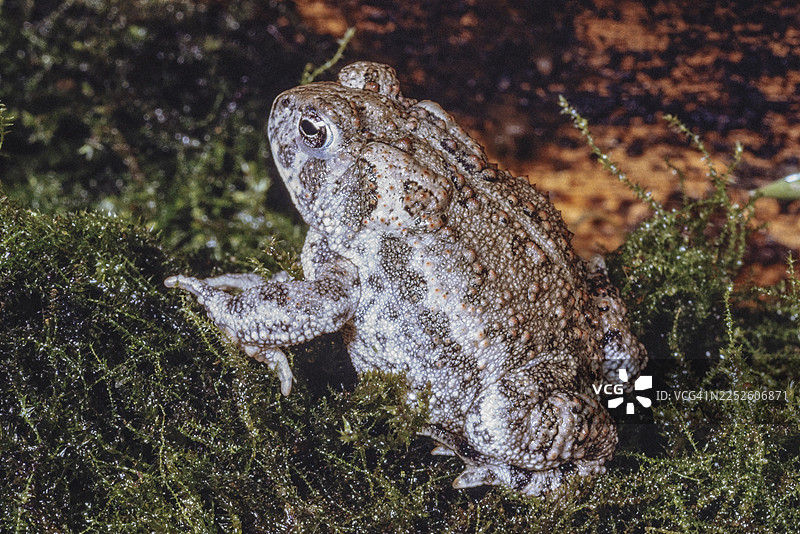 怀俄明州蟾蜍图片素材