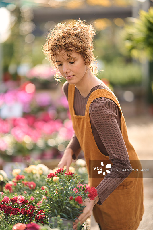 女子在园艺中心照料盆栽康乃馨图片素材