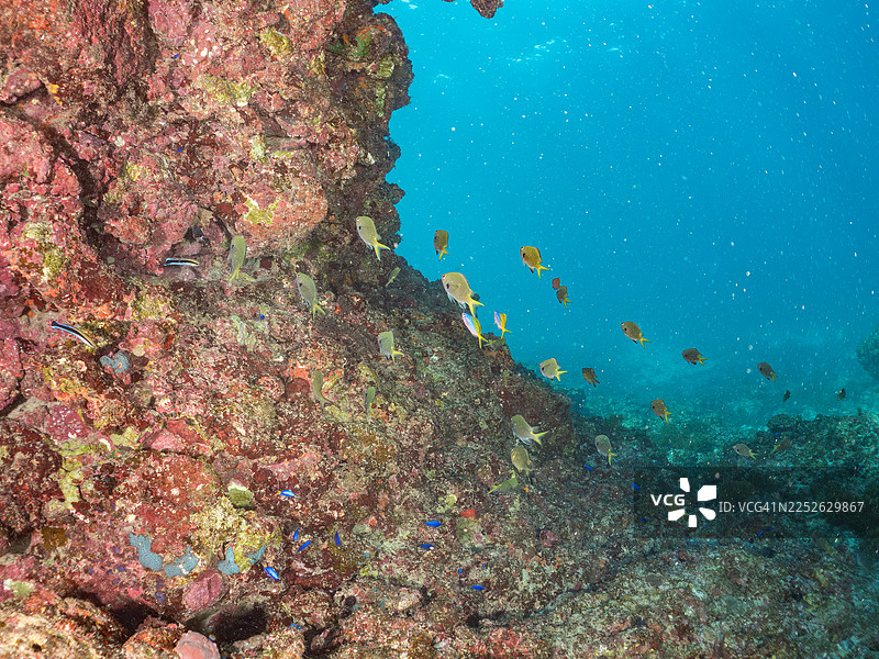黄背笛鲷 (Caesio teres)、蓝金笛鲷、金带笛鲷、山川氏光鳃鱼 (Chromis yamakawai)、金斑海葵鱼 (Pseudanthias squamipinnis)、天竺海葵鱼 (Pomacentrus coelestis) 及其他。中之仓海滩图片素材
