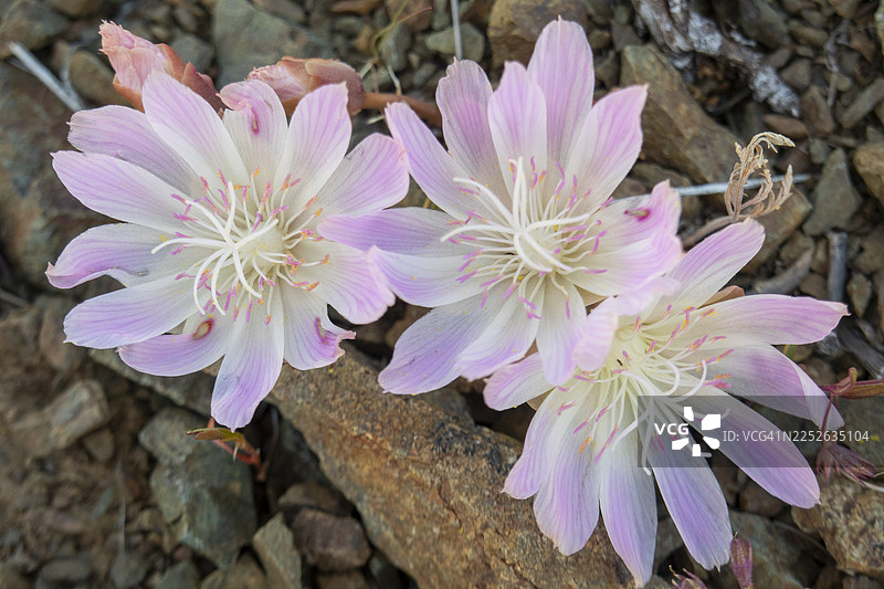 苦艾花图片素材