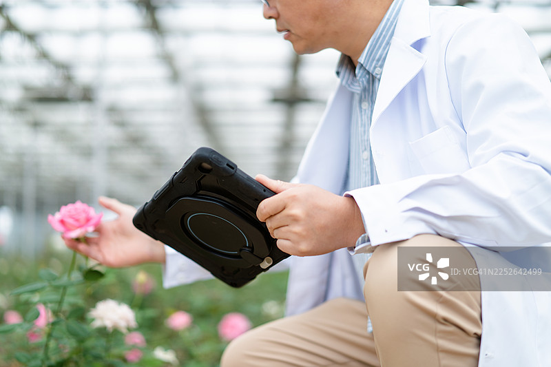 农业科学家在玫瑰园中使用数字平板电脑图片素材