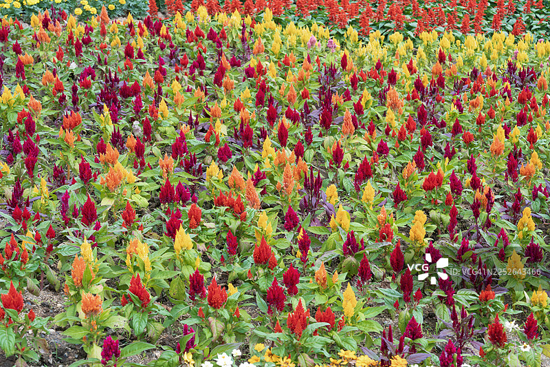 花园里，红黄相间的鸡冠花在绿叶之上。图片素材