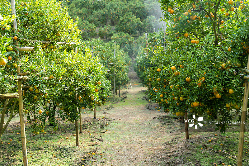 泰国清莱府橙子种植园，晨光下的橙子果园。图片素材