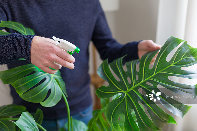 男人在家里给龟背竹盆栽喷水以进行家庭护理图片素材