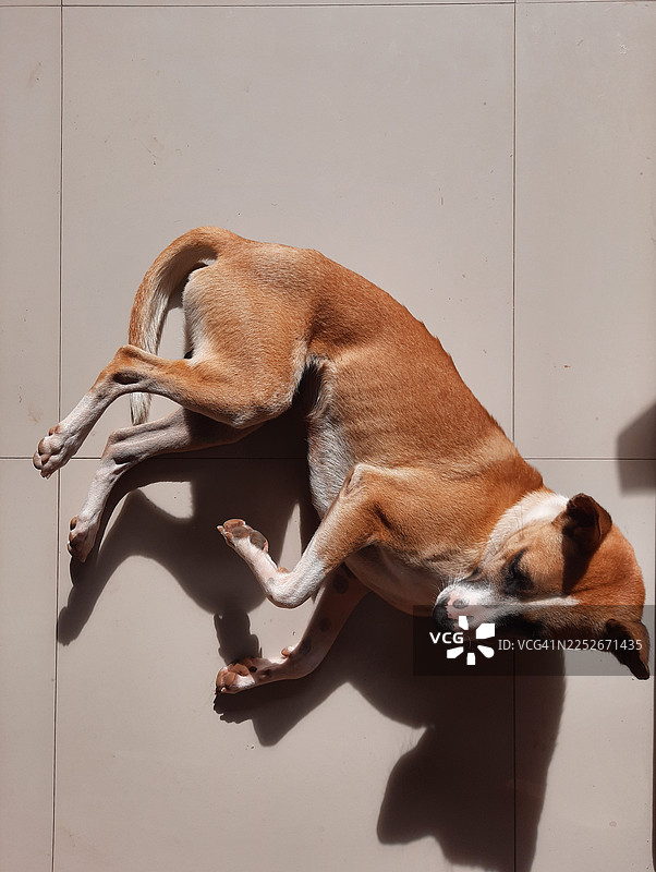 混种狗在地砖上小憩，阳光洒满地面图片素材