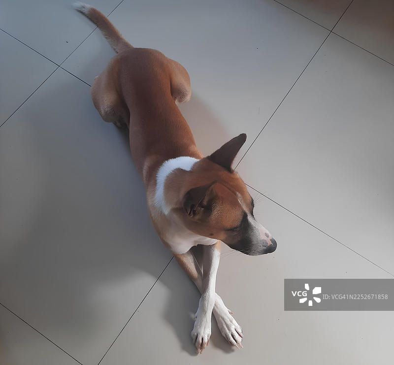 忠诚的狗在地板上交叉着爪子休息图片素材