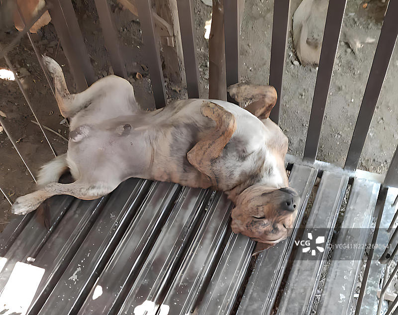 一只有趣的虎斑狗在户外仰面睡觉图片素材