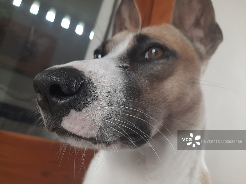 一只表情丰富的混种狗的详细头像特写图片素材