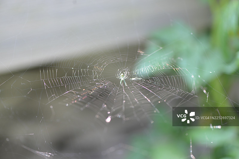 蜘蛛在网中图片素材