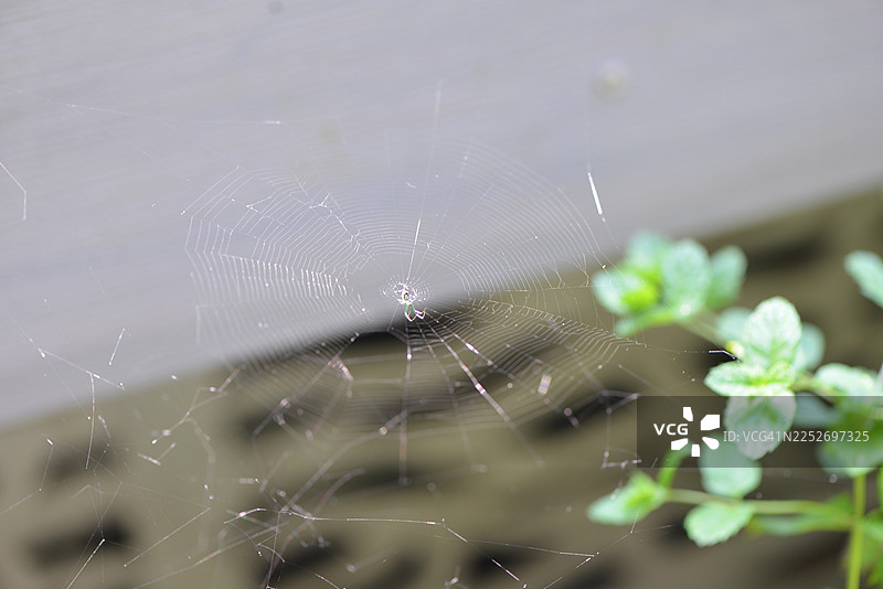 蜘蛛在网中图片素材