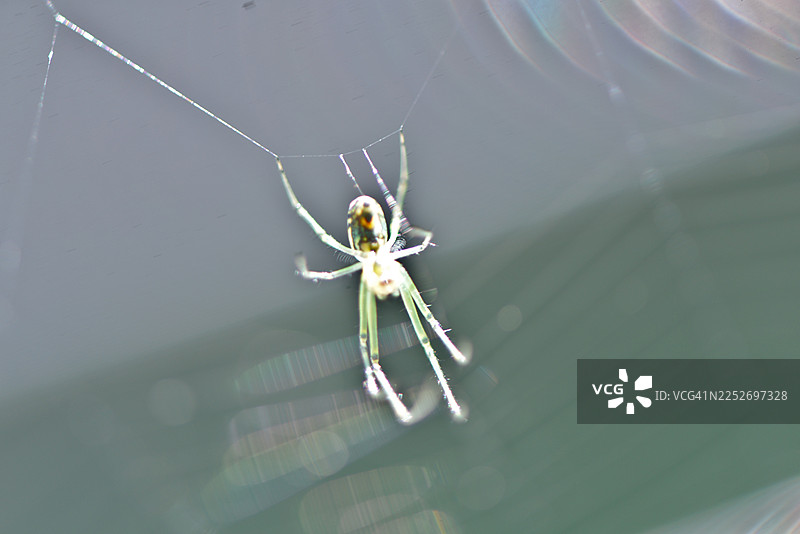 蜘蛛在蜘蛛网上图片素材