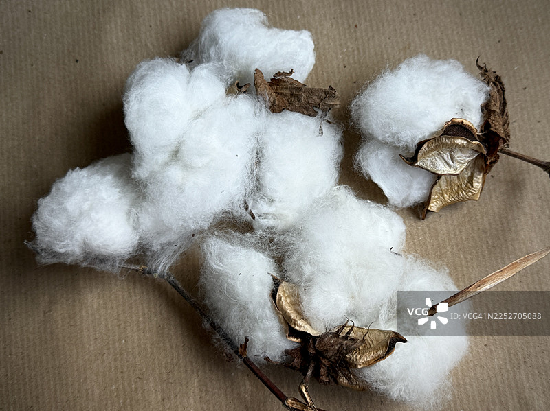 天然原棉图片素材