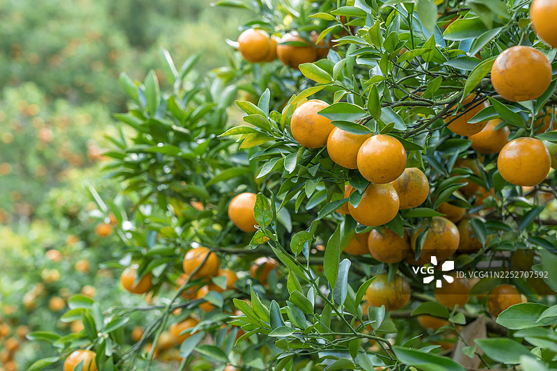 泰国清迈府清晨阳光下的橙子树农场、橙子果园。图片素材